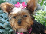 Bailey - Yorkshire Terrier