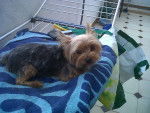 Luna - Yorkshire Terrier (4 ans)