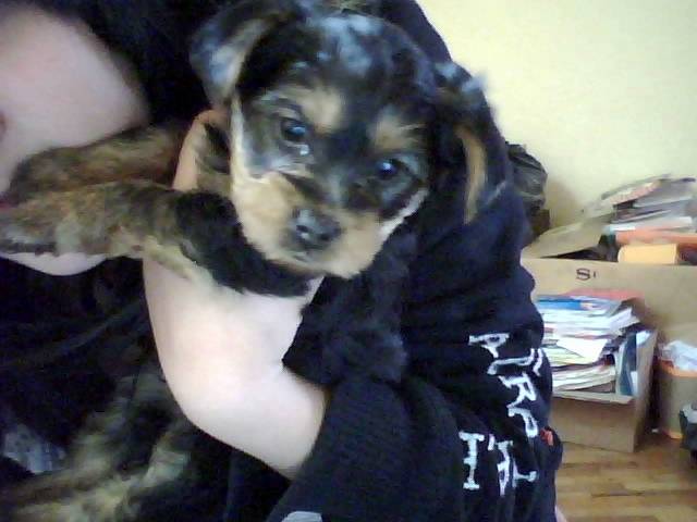 tango - Yorkshire Terrier