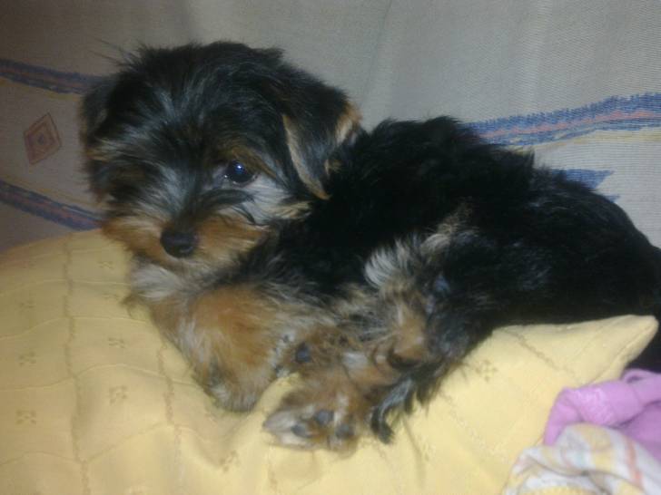 Kirya - Yorkshire Terrier (1 an)