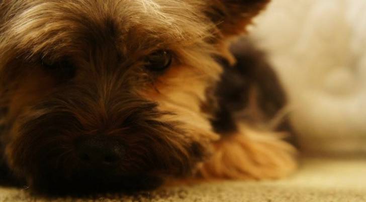 Chewie - Yorkshire Terrier Mâle (4 ans)