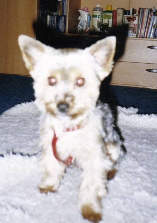 Daisy-Bonney - Yorkshire Terrier (6 ans)