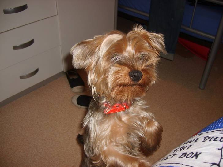 Max - Yorkshire Terrier Mâle (2 ans)