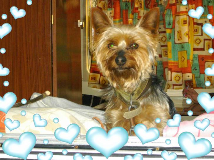 fido - Yorkshire Terrier Mâle (4 ans)