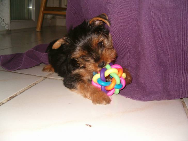Lilly - Yorkshire Terrier (3 mois)