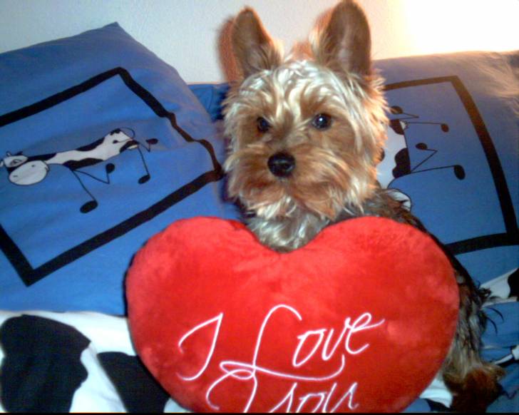 Canaille - Yorkshire Terrier Mâle (1 an)