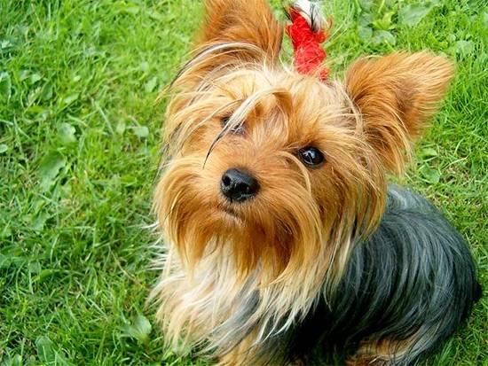 Lauris - Yorkshire Terrier (1 mois)