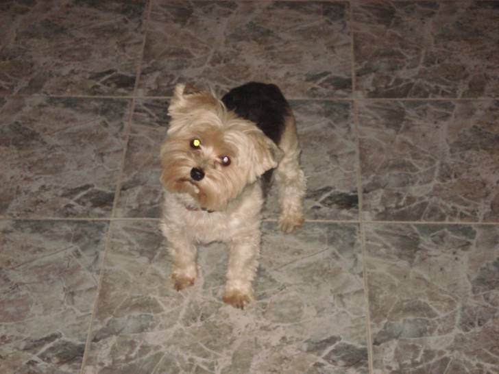 pitu - Yorkshire Terrier (10 ans)