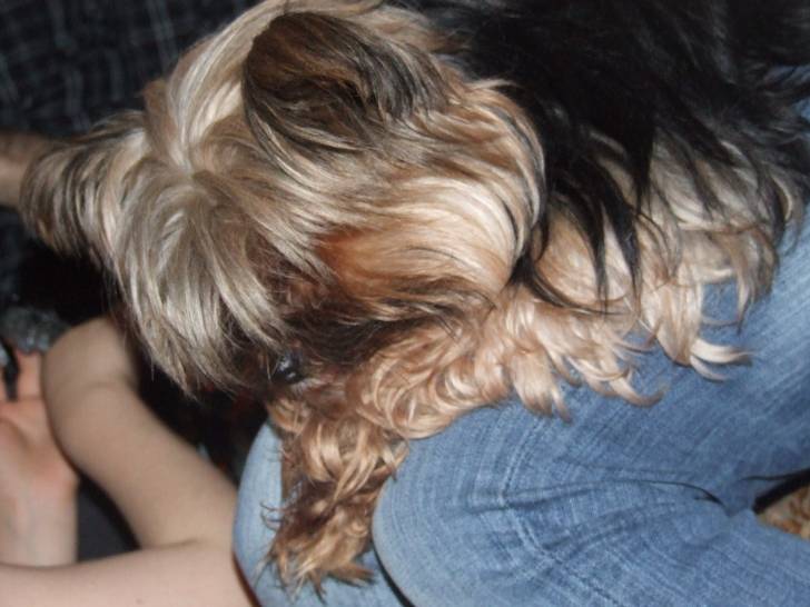 Vélia - Yorkshire Terrier (8 ans)