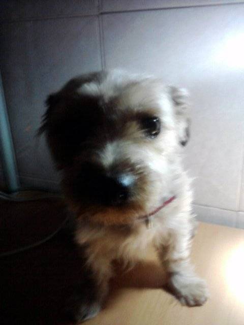 Nika - Yorkshire Terrier (1 an)