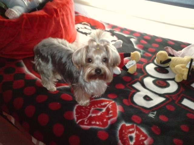 DANA - Yorkshire Terrier (3 ans)