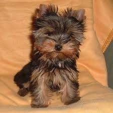 ruby - Yorkshire Terrier (4 mois)