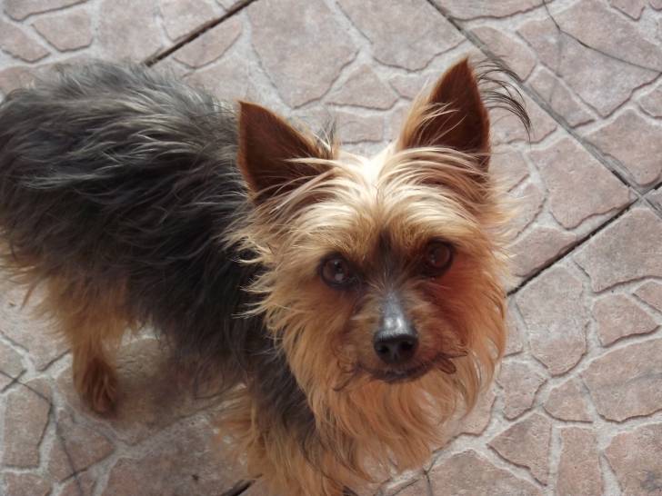 vicky - Yorkshire Terrier (10 ans)
