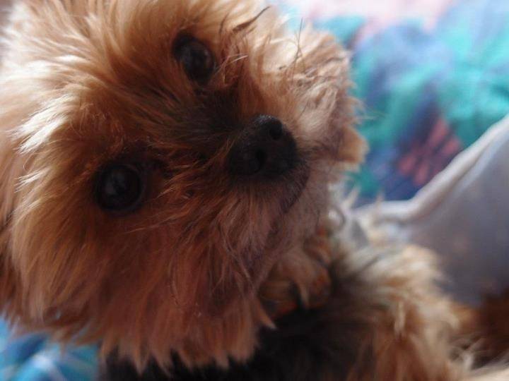 Alfi - Yorkshire Terrier Mâle (6 ans)