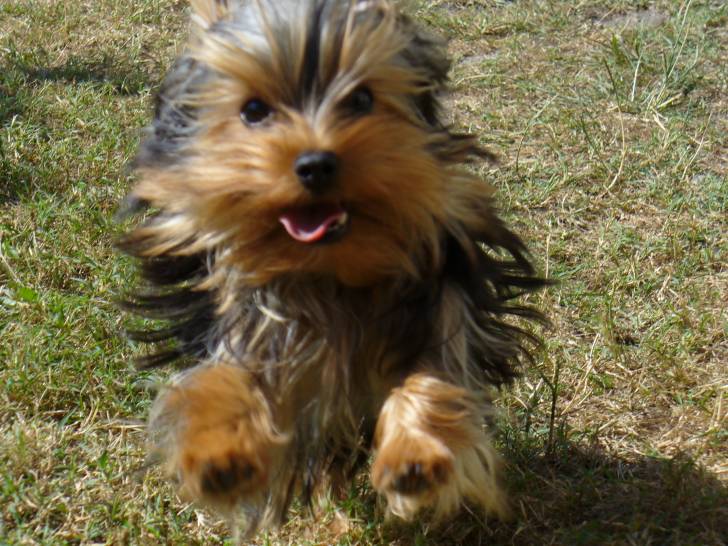 Flower - Yorkshire Terrier (2 ans)