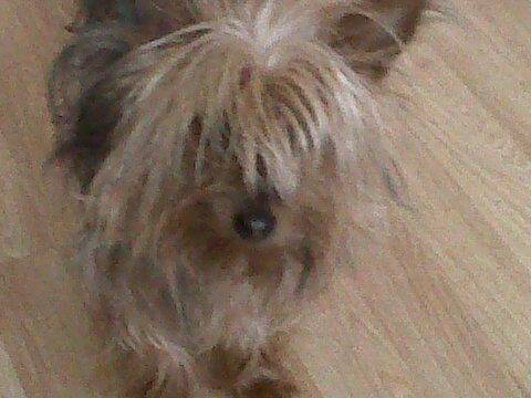 Sasha - Yorkshire Terrier (4 ans)