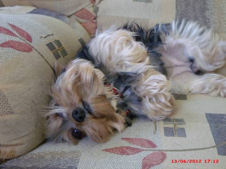 Minnie - Yorkshire Terrier (3 ans)