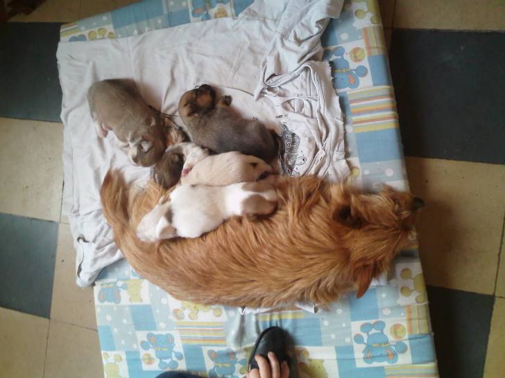 canelle et ses chiot - Yorkshire Terrier (3 ans)