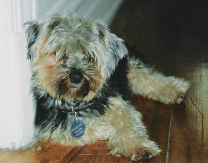winnie - Yorkshire Terrier Mâle (8 ans)