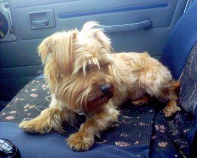 GAMIN - Yorkshire Terrier Mâle (5 ans)