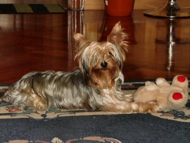 Nana - Yorkshire Terrier (2 ans)