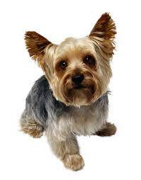 max - Yorkshire Terrier Mâle (4 ans)
