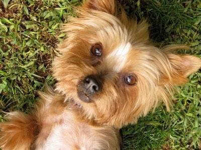 mambo - Yorkshire Terrier Mâle (2 ans)