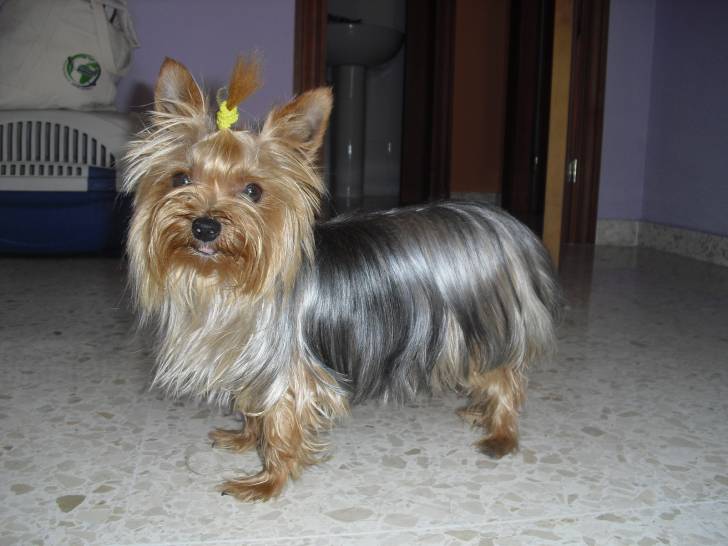 Nora - Yorkshire Terrier (2 ans)
