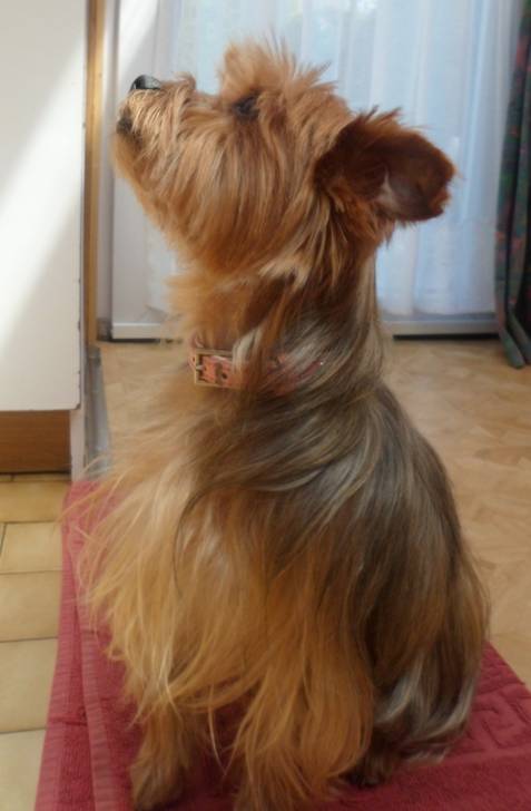 Chanah - Yorkshire Terrier (4 ans)