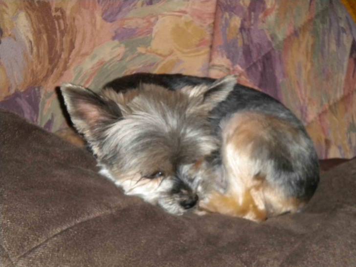 Vicky - Yorkshire Terrier (7 ans)