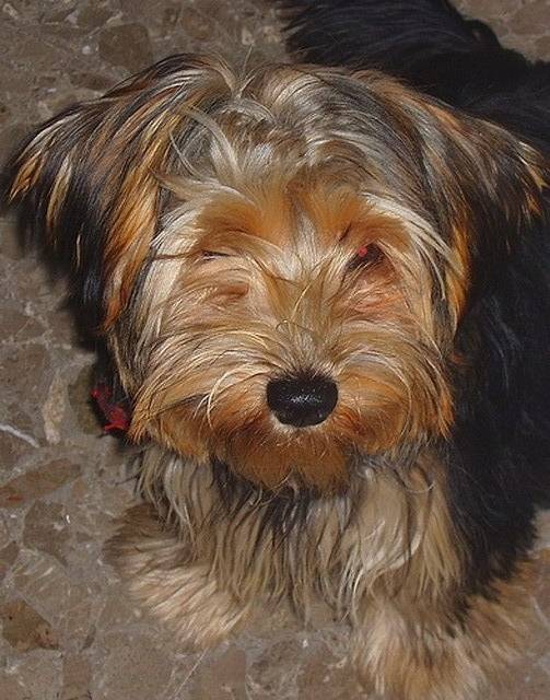 Luna - Yorkshire Terrier (7 ans)