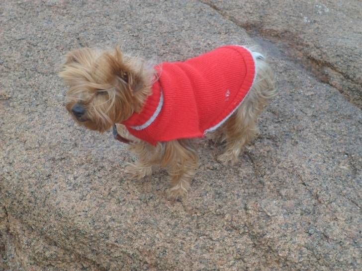 Chanah Bretagne 2012 - Yorkshire Terrier (4 ans)