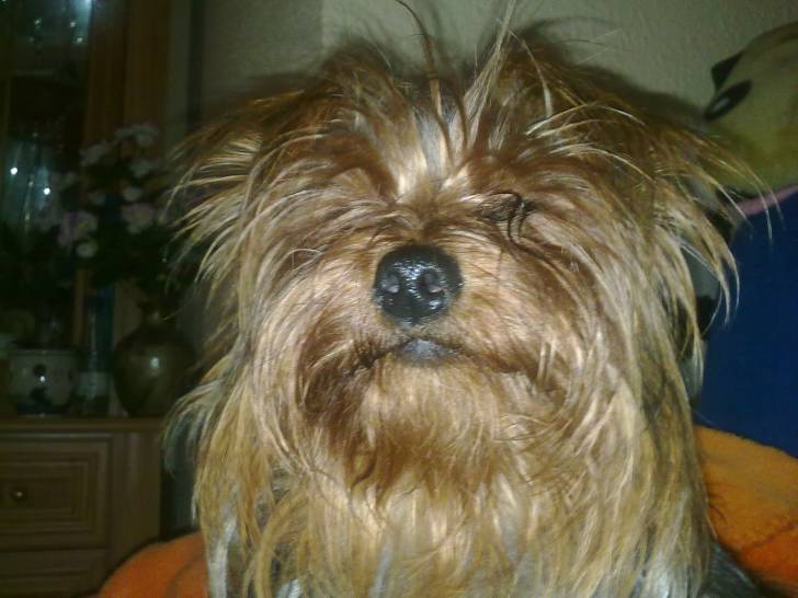 mara - Yorkshire Terrier (3 ans)