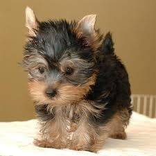 Peque - Yorkshire Terrier Mâle (10 mois)