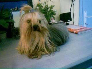 silver - Yorkshire Terrier Mâle (7 ans)