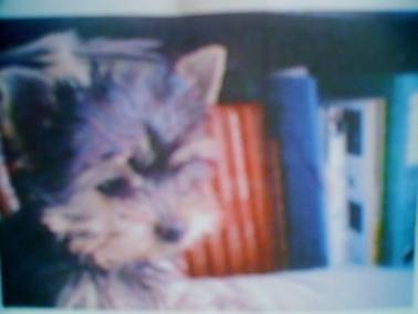 Tobi - Yorkshire Terrier
