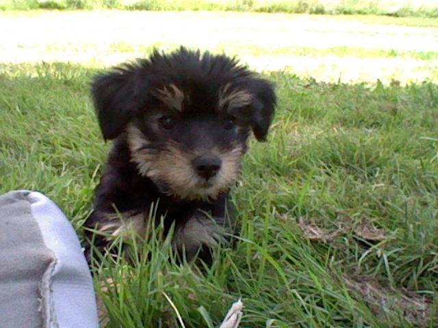 houna - Yorkshire Terrier (3 mois)