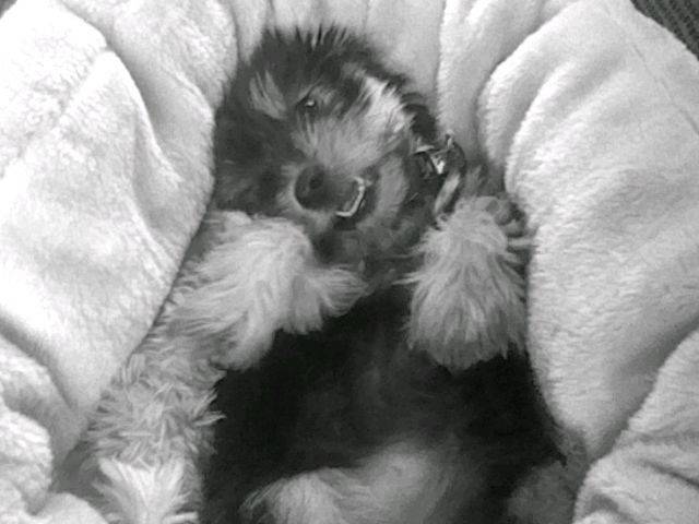 houna - Yorkshire Terrier (3 mois)