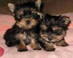 pucky - Yorkshire Terrier (2 ans)