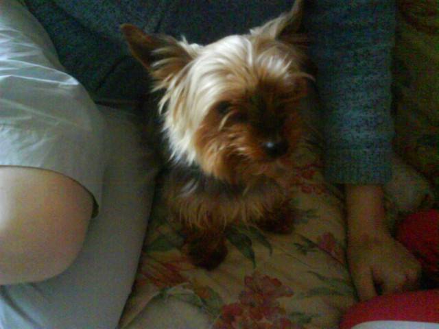 ugo - Yorkshire Terrier Mâle (5 ans)