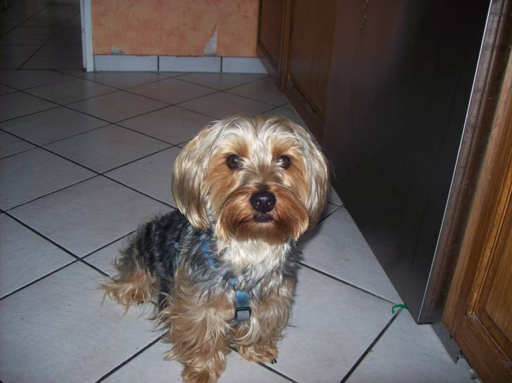 Plume - Yorkshire Terrier Mâle (3 ans)