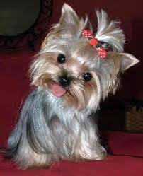Pixie - Yorkshire Terrier (3 mois)