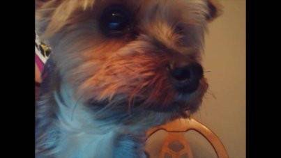 coco - Yorkshire Terrier Mâle (5 ans)