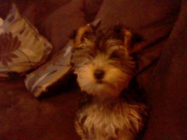 Millie - Yorkshire Terrier (1 an)