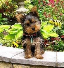Einstein - Yorkshire Terrier Mâle (8 mois)