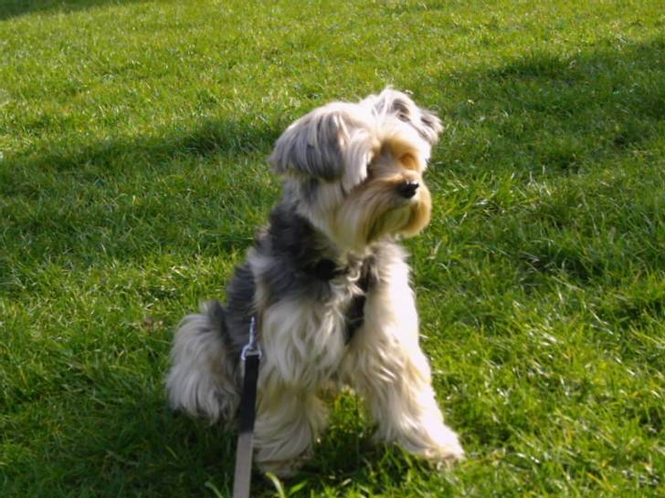 Punch - Yorkshire Terrier Mâle (10 ans)