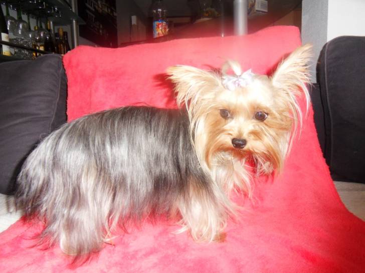 Mona - Yorkshire Terrier (1 an)