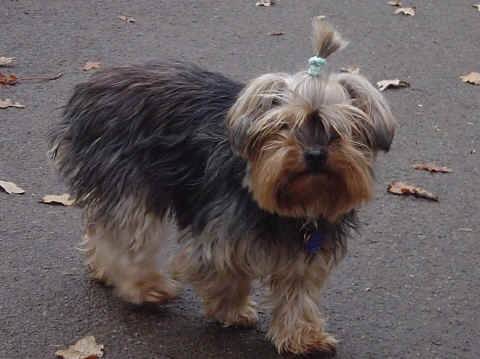 rocky - Yorkshire Terrier Mâle (6 ans)