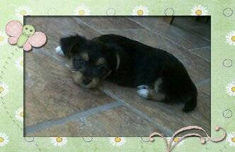 dora - Yorkshire Terrier (2 mois)