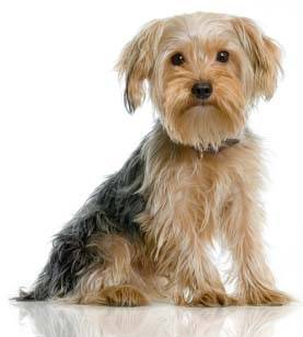 rocky - Yorkshire Terrier Mâle (5 mois)